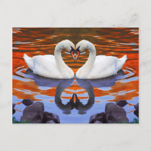 Kissing Swans in Love, Heart Shape Necks Postcard