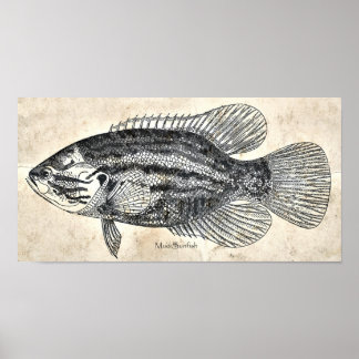 Kitchen Decor Wall Art Vintage Fish Mud Sunfish