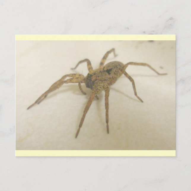Kitchen Visitor Spider Postcard (Front)