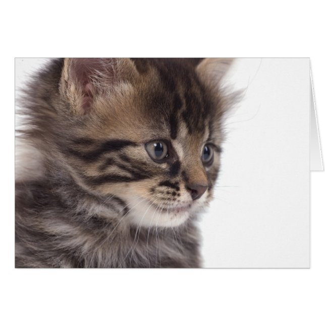 kitten (Front Horizontal)