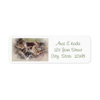 Kitten Address Labels