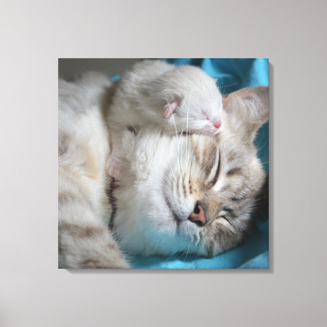 Kitten and mum canvas print (Front)