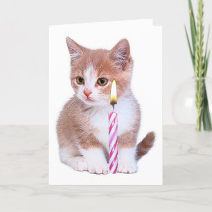 Kitten and one pink candle card