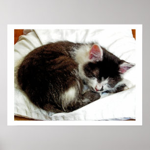 Kitten asleep on White Comforter Poster