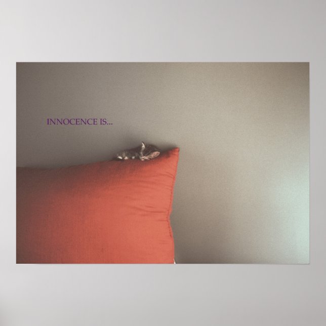 Kitten At Peace Poster (Front)