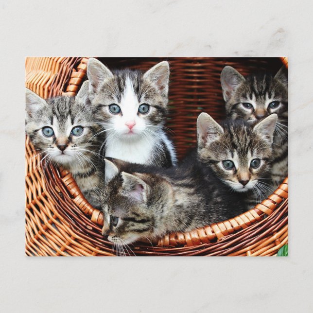 Kitten Basket Postcard (Front)