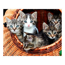 Kitten Basket