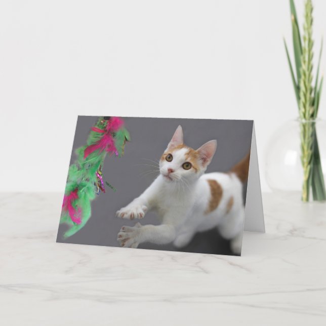 Kitten Birthday Card by Focus for a Cause (Front)