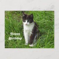 Kitten Black and White Cat Photo Birthday