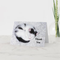 Kitten Black and White Sleeping Photo