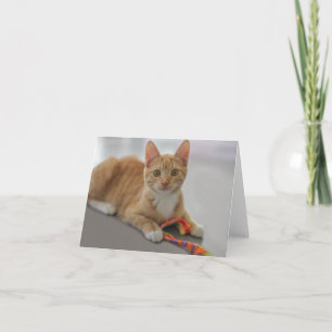 Kitten Blank Note Card by Focus for a Cause