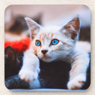 Kitten Blue Eyed Adorable Cute Cat Coaster