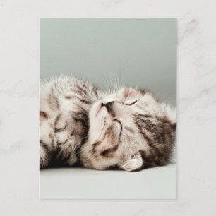 kitten, cat, cute tabby cat, cute cats, cute kitte postcard