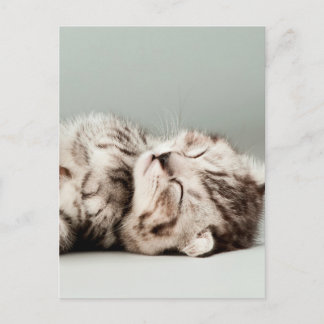 kitten, cat, cute tabby cat, cute cats, cute kitte postcard
