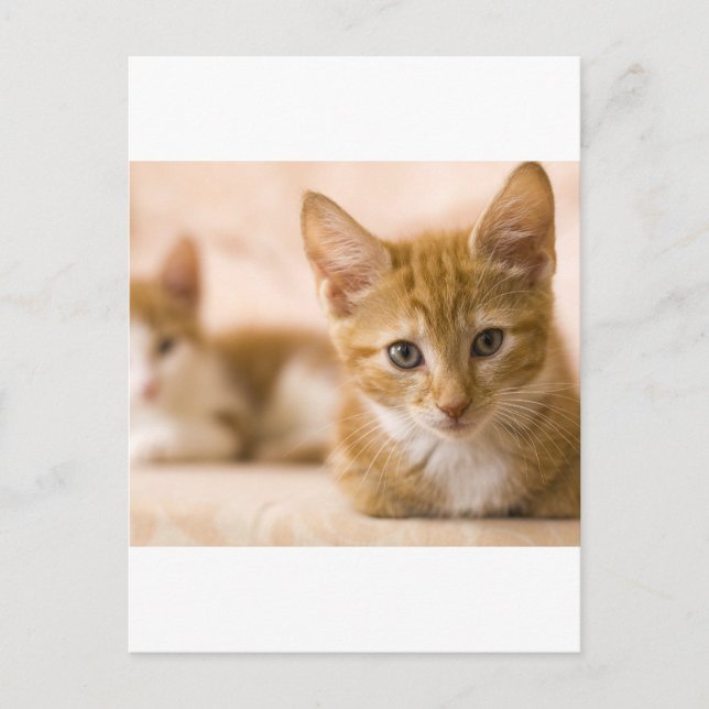 kitten cat postcard (Front)