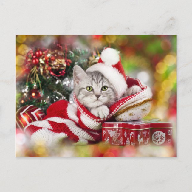 Kitten Christmas Wearing Santa Hat Holiday Postcard (Front)