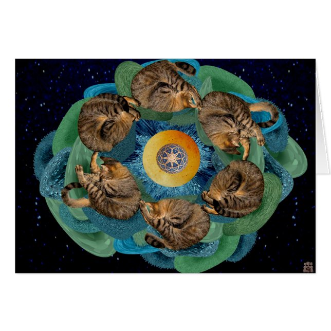 Kitten Cosmos (Front Horizontal)