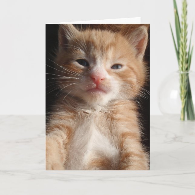 Kitten Cuteness Card (Front)