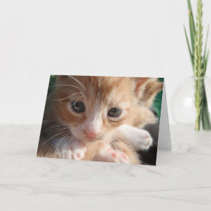 Kitten Cuteness Card