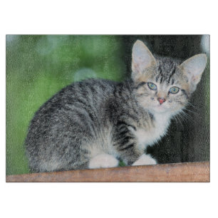 Kitten Cutting Board