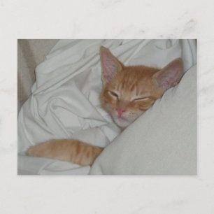 Kitten Dax Dreams Postcard