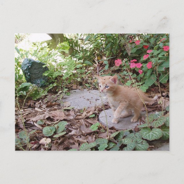 Kitten Dax Explores Postcard (Front)