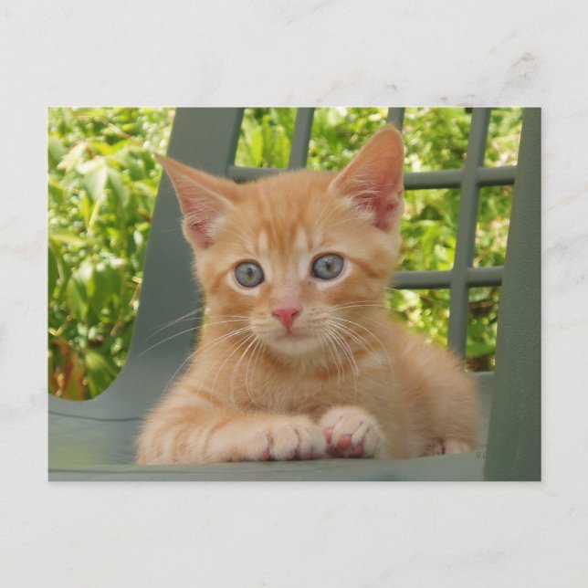 Kitten Dax Postcard (Front)