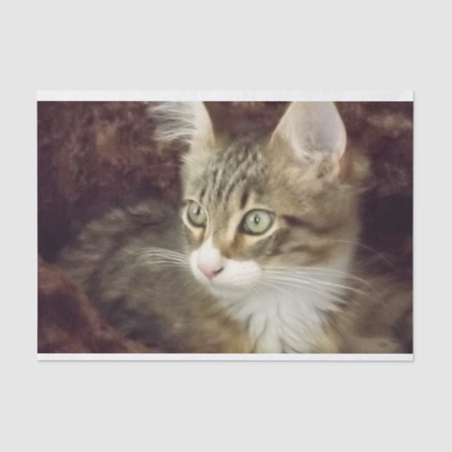 Kitten Decoupage Paper Craft Furniture Cat (Front)