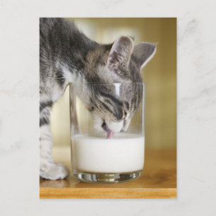 Kitten drinking milk from glass postcard