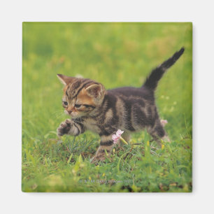 Kitten exploring lawn magnet