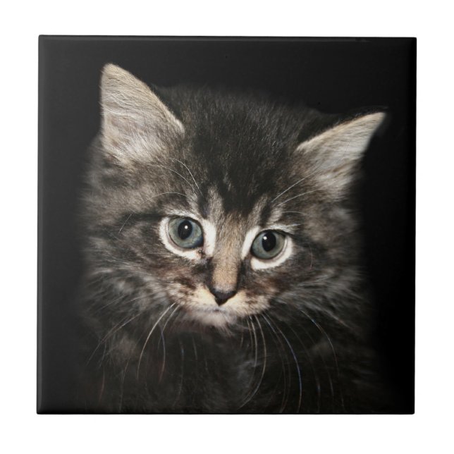 Kitten face tile (Front)