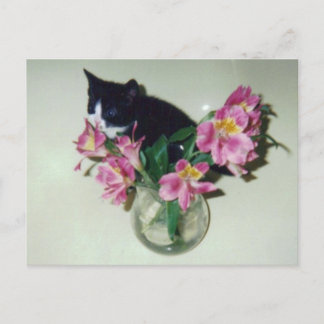 Kitten Flowers Vase Postcard