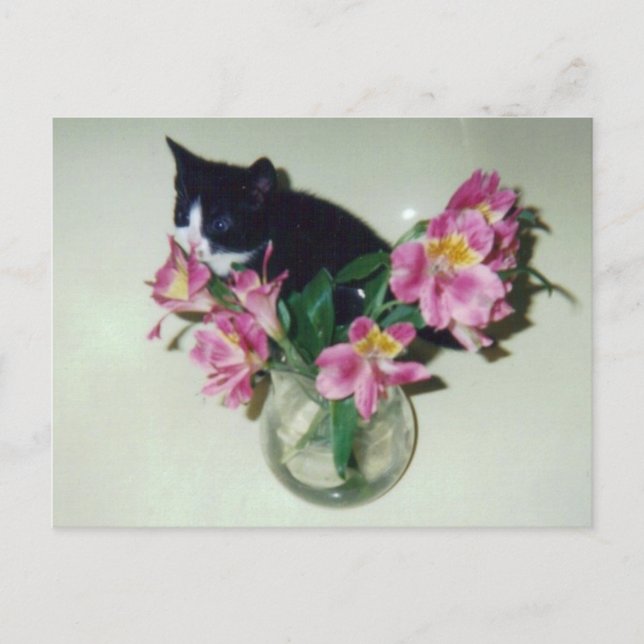 Kitten Flowers Vase Postcard (Front)