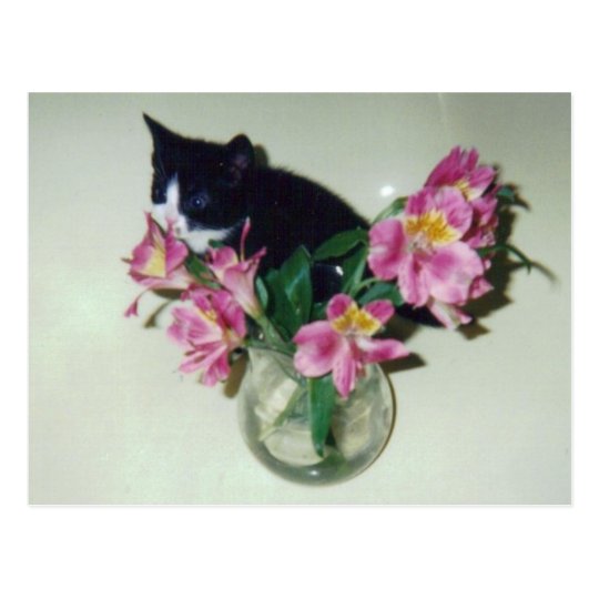 Kitten Flowers Vase Postcard