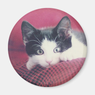 Kitten Fridge Magnet