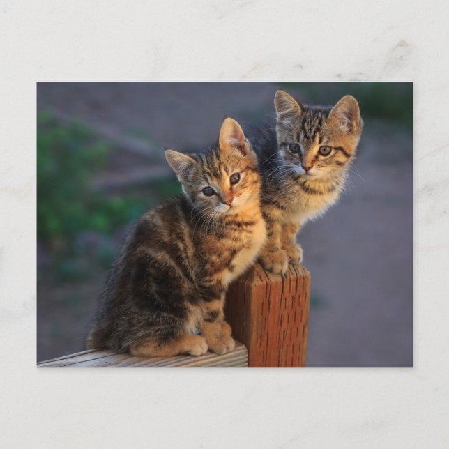Kitten Friends Postcard (Front)