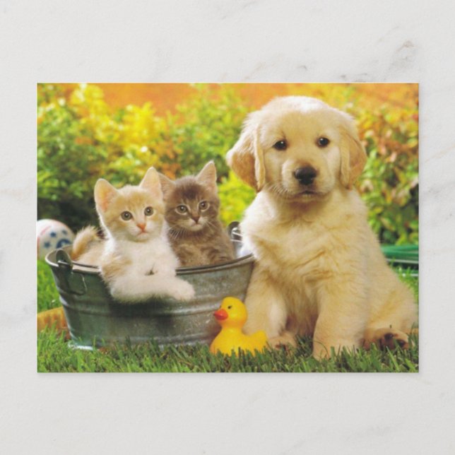 Kitten & Golden Retriever Puppy Dog Blank Postcard (Front)