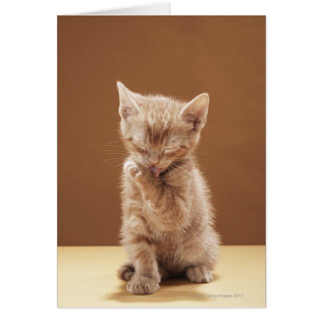 Kitten grooming (Front)