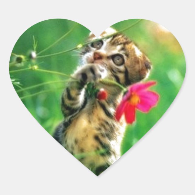 Kitten Heart Shape Stickers (Front)