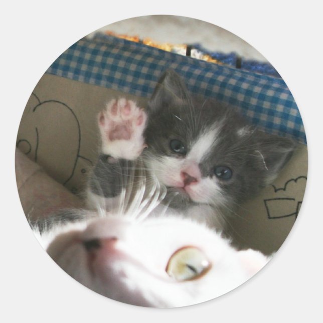 Kitten hello classic round sticker (Front)
