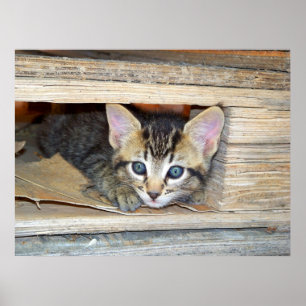 Kitten Hide and Seek Poster