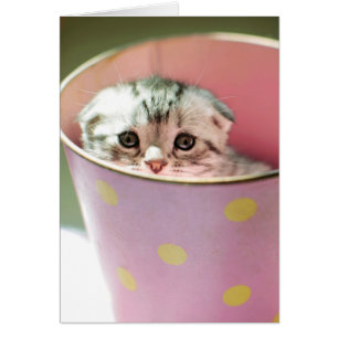 Kitten Hiding