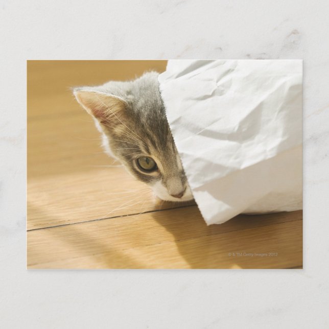 Kitten hiding in paper bag postcard (Front)