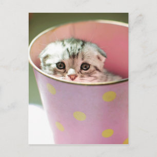 Kitten Hiding Postcard