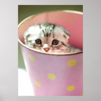 Kitten Hiding