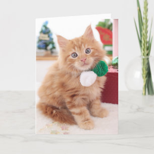 Kitten Holiday Card