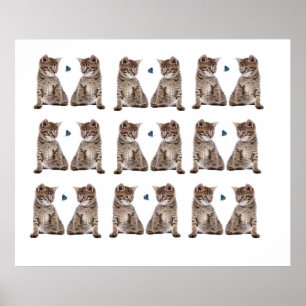Kitten image for Poster