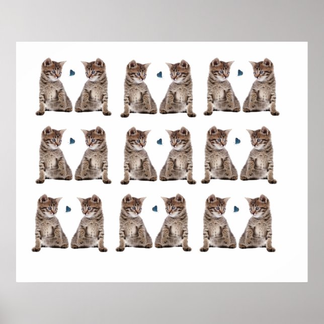 Kitten image for Poster (Front)