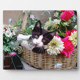 Kitten in a Basket Plaque