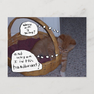 Kitten in a Handbasket Postcard